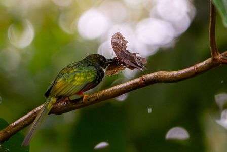 モルフォ蝶を補食するアカオキリハシ２