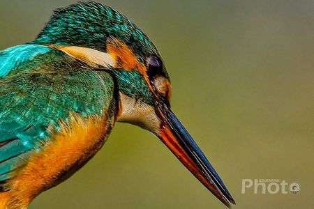 獲物をロックオン