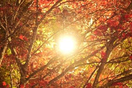 初めての紅葉とライトアップ