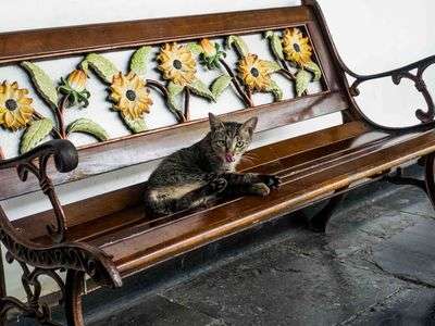 ジャカルタの猫　その２