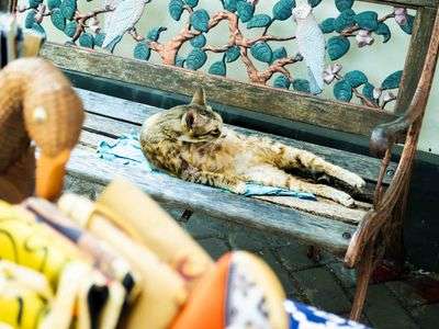 ジャカルタの猫　その3