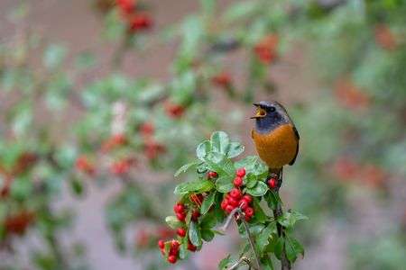 ピラカンサ×ジョウビタキ