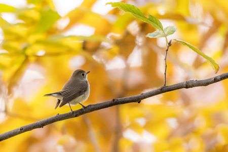 ニシオジロビタキ