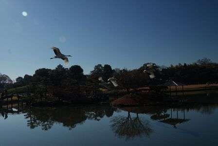 タンチョウヅルの舞