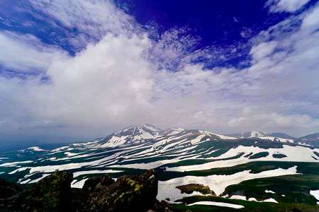 ゼブラに会いに
