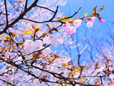 とある山頂の桜