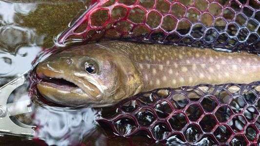今年一番大きな岩魚