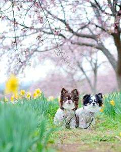 安行寒桜と水仙