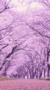 春を知らせる桜トンネル🌸