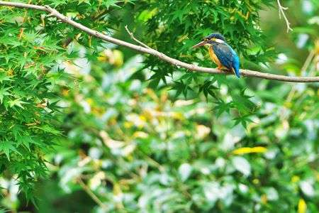 初夏のモミジで一休み