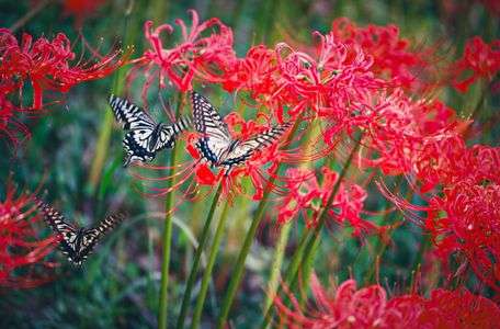 彼岸花とアゲハ蝶