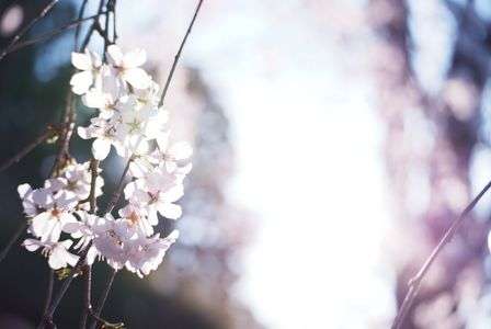 ピンク色のカーテン　春の訪れ…