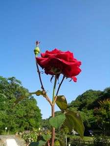 青空とバラ