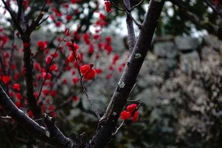 花の肖像：紅梅01