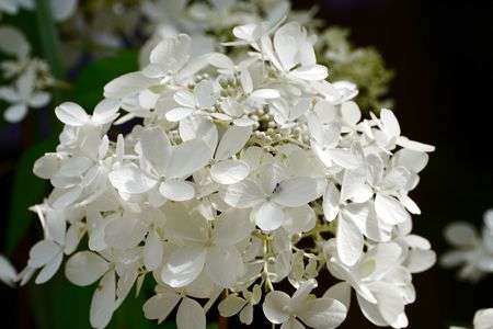 涼しげなアジサイです