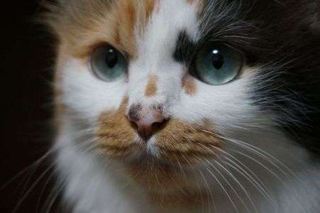 弱って鳴いていた野良子猫が美しく成長