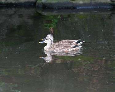 ３羽？いえ２羽です。