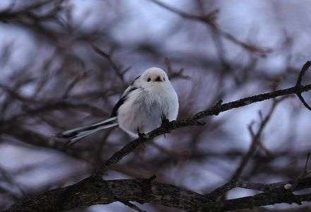 今日のシマエナガ君