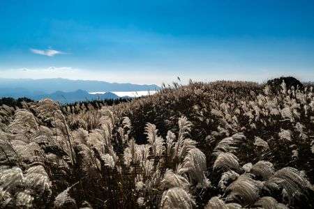 ススキと相模湾