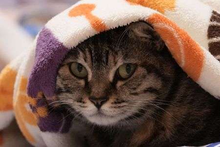 今日は冷えるにゃ！