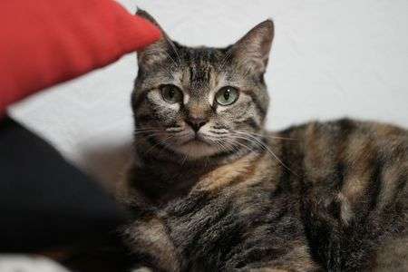 それは、チュール？？