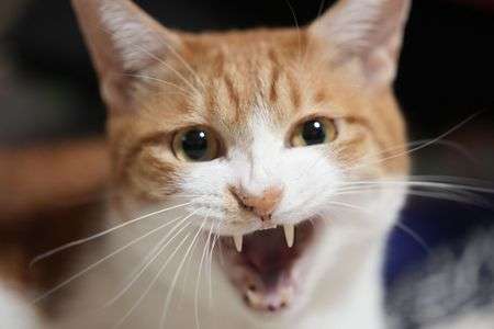 よこせにゃー！