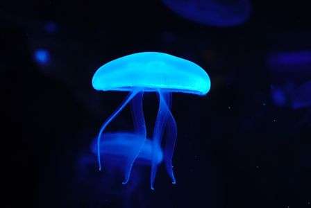 クラゲ！