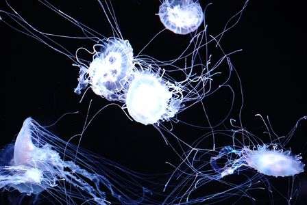 ふわり。ゆらり。