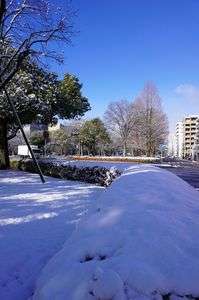 雪の朝　サルも笑っている