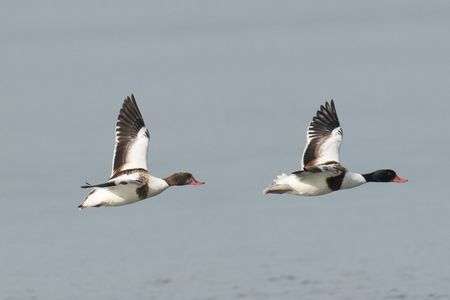 ツクシさん飛翔