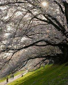京都府 八幡背割堤🌸