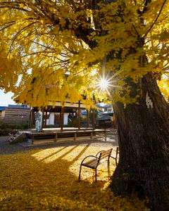 和田神社の大銀杏💛