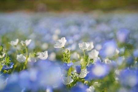 青色だけじゃない