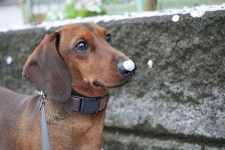 あべるくんです