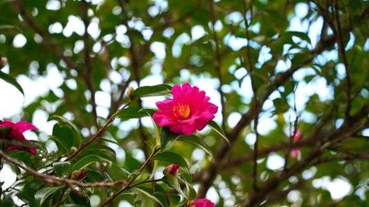 今の時季の主役