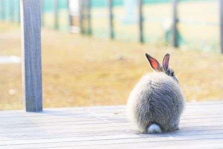 うさぎ日和