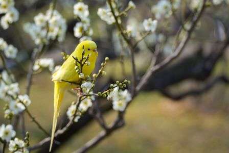 梅にインコ