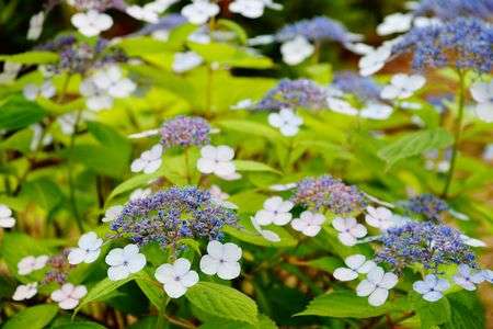 ２０２５年紫陽花