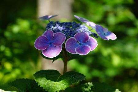 2024年紫陽花まとめ