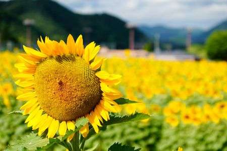 2025年佐用町南光ひまわり祭り