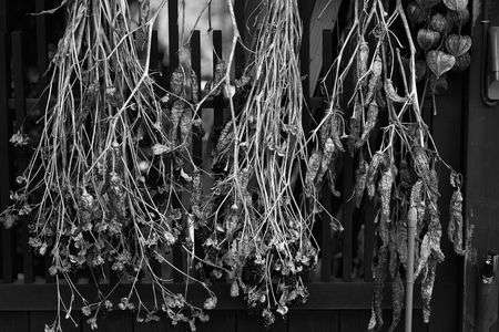 枯れて乾きゆく