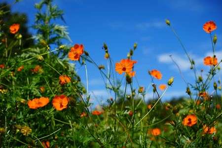 キバナコスモス