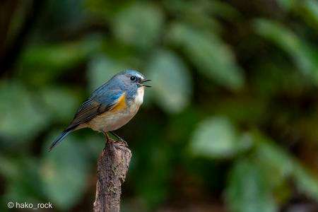 囀るルリビタキ