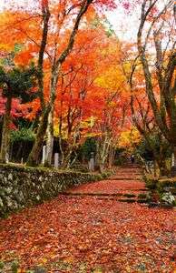 秋色の鶏足寺
