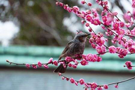 おごちそうさま！