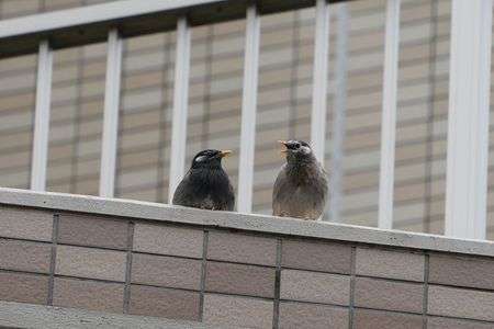 団らん#ムクドリ#