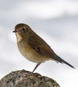 ルリ子のポートレート