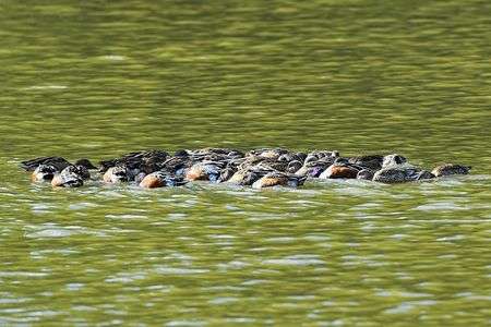 カモの押し蔵まんじゅう