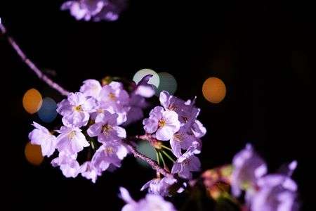 夜桜１