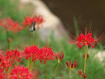 彼岸花と舞う蝶